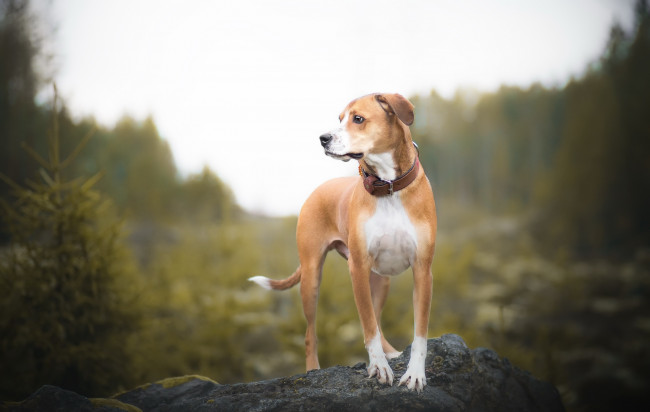 Обои картинки фото собака, животные, собаки