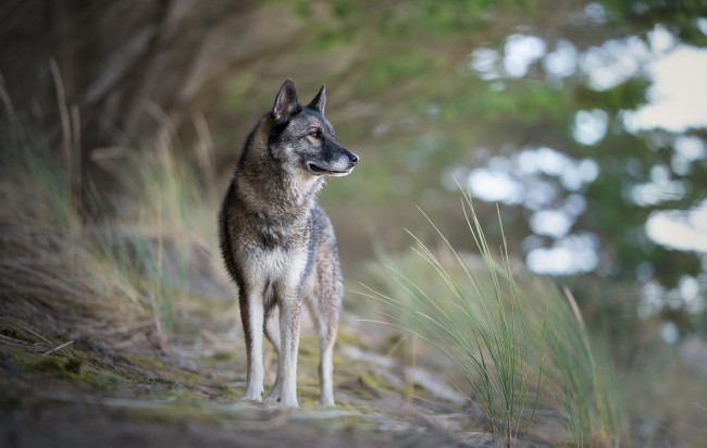 Обои картинки фото собака, животные, собаки