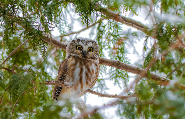 Обои картинки фото животные, совы, птичка