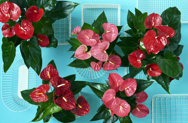 Обои картинки фото цветы, антуриум , цветок фламинго, экзотика