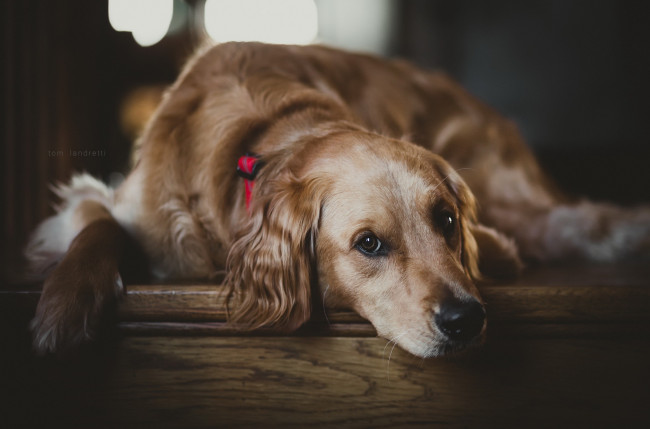 Обои картинки фото собака, животные, собаки