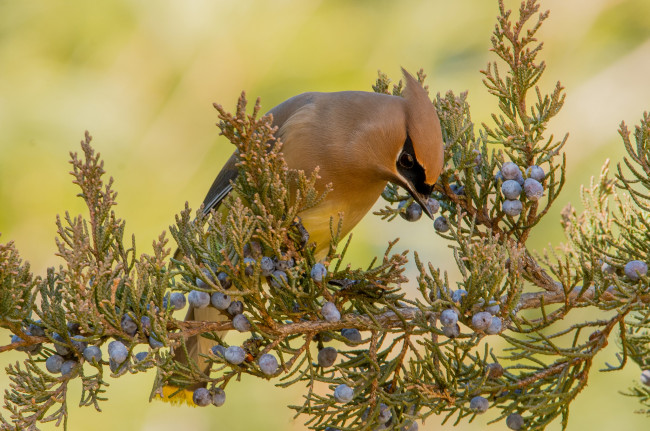 Обои картинки фото животные, свиристели, птичка