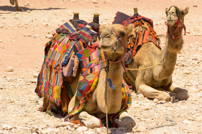 Обои картинки фото животные, верблюды, пустыня
