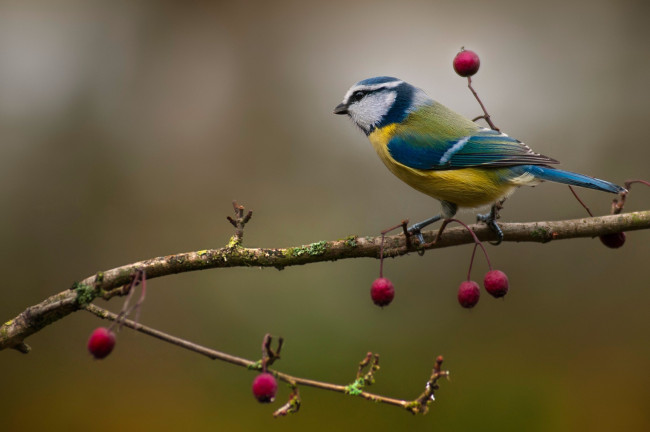 Обои картинки фото животные, синицы,  лазоревки, птичка