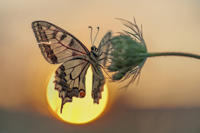 Обои картинки фото животные, бабочки,  мотыльки,  моли, бабочка