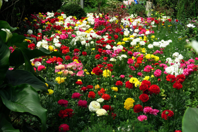 Обои картинки фото цветы, ранункулюс , азиатский лютик, разноцветные, много, клумба