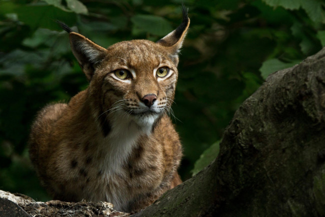 Обои картинки фото животные, - другое, взгляд