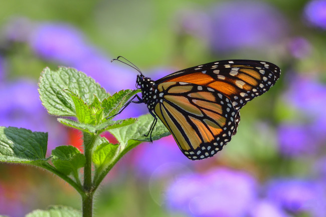 Обои картинки фото животные, бабочки,  мотыльки,  моли, бабочка