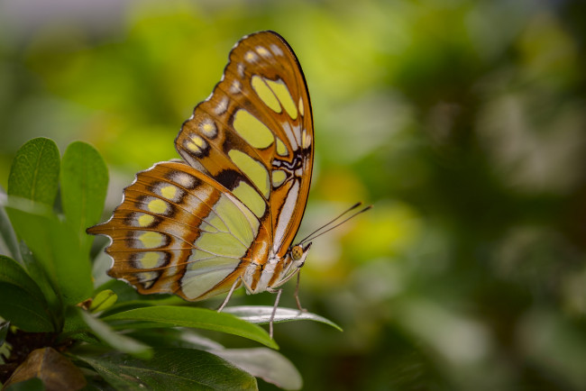 Обои картинки фото животные, бабочки,  мотыльки,  моли, бабочка