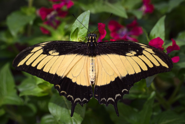 Обои картинки фото животные, бабочки,  мотыльки,  моли, бабочка