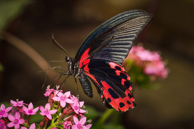 Обои картинки фото животные, бабочки,  мотыльки,  моли, бабочка