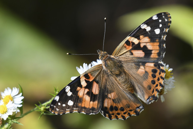 Обои картинки фото животные, бабочки,  мотыльки,  моли, бабочка