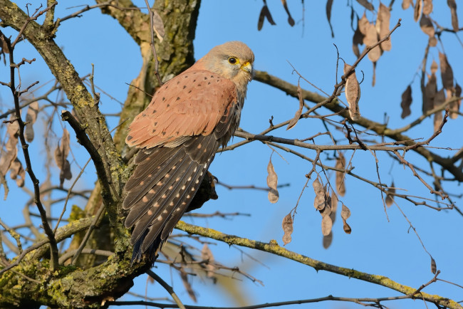 Обои картинки фото животные, птицы - хищники, птичка