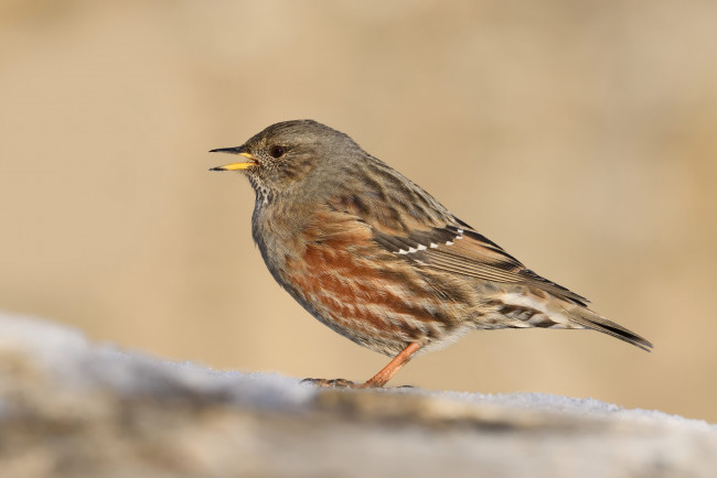 Обои картинки фото животные, птицы, птичка