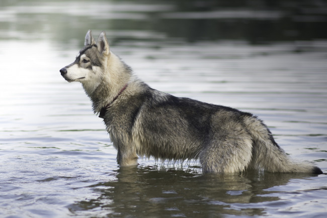 Обои картинки фото животные, собаки, профиль