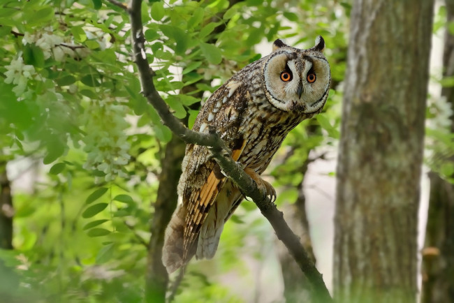 Обои картинки фото животные, совы, птичка