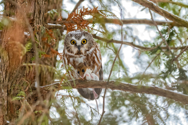 Обои картинки фото животные, совы, птичка