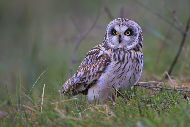 Обои картинки фото животные, совы, птичка