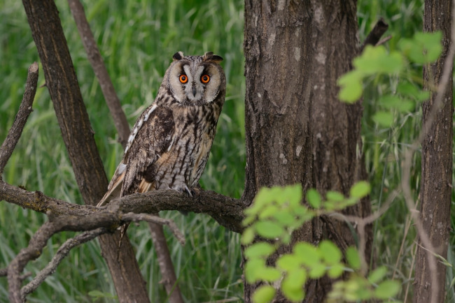 Обои картинки фото животные, совы, птичка