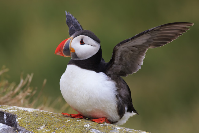 Обои картинки фото животные, тупики, птичка