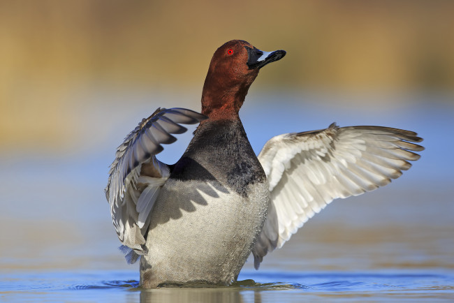 Обои картинки фото животные, утки, птичка