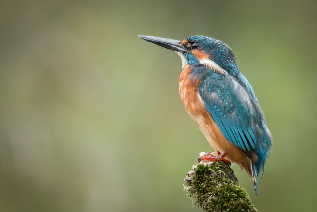 Обои картинки фото животные, зимородки, птичка