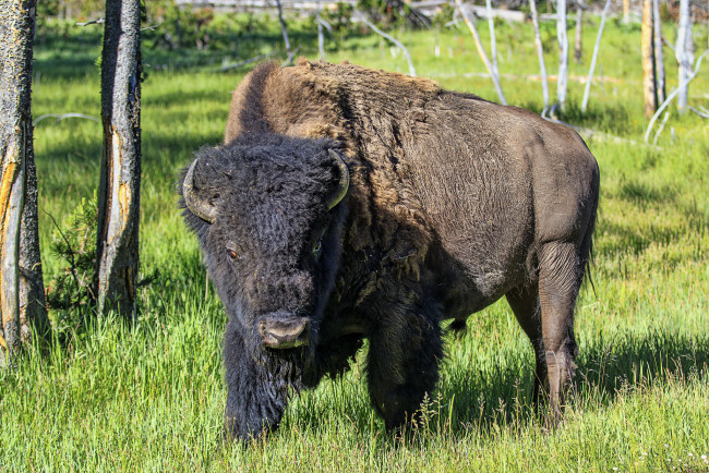 Обои картинки фото животные, зубры,  бизоны, зубр
