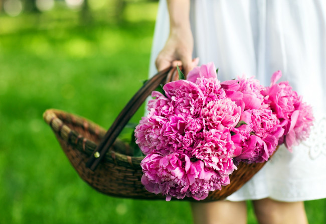 Обои картинки фото цветы, пионы, много, розовые, корзинка