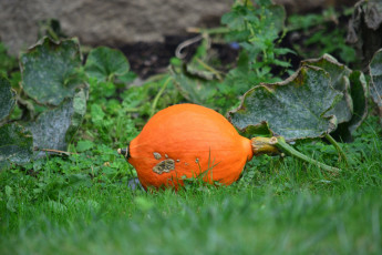 Картинка природа плоды тыква