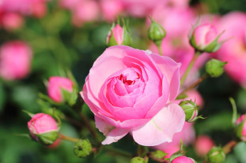 Картинка цветы розы роза