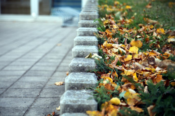 Картинка природа листья осень листопад