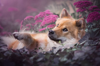 Картинка животные собаки смотрит вверх