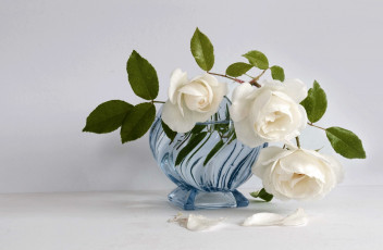 Картинка цветы розы белый