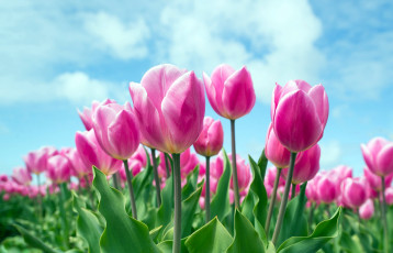 Картинка цветы тюльпаны розовый
