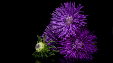 Картинка цветы астры лиловый