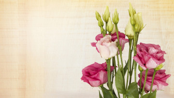 Картинка цветы эустома капли