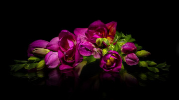 Картинка цветы фрезия бутоны