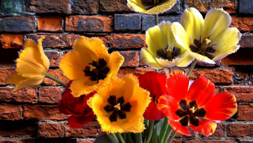 Картинка цветы тюльпаны капли