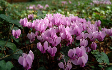 Картинка цветы цикламены розовый