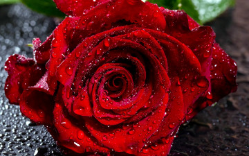 Картинка цветы розы алый