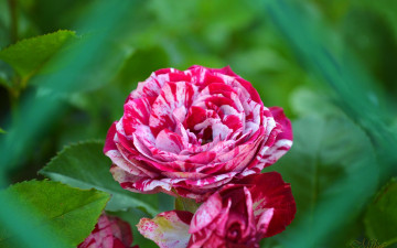 Картинка цветы розы roses