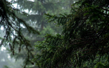 Картинка природа деревья ель