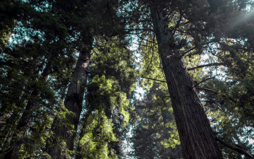 Картинка природа деревья сосны