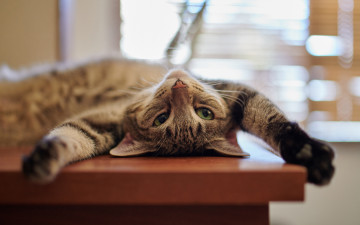 Картинка животные коты котейка