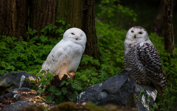 Картинка животные совы две