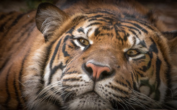 Картинка животные тигры довольный