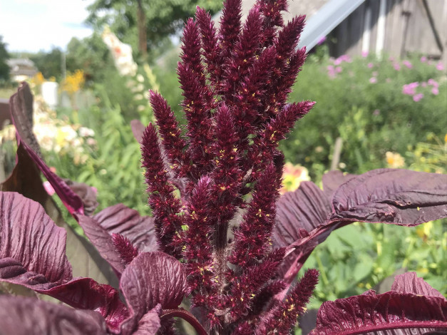 Обои картинки фото амарант, цветы, амаранты, растение