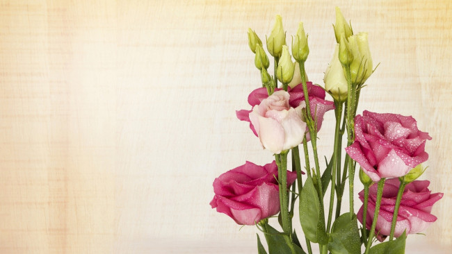 Обои картинки фото цветы, эустома, капли