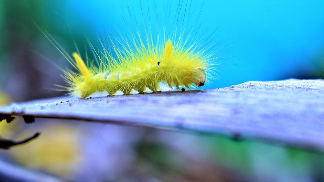 Обои картинки фото животные, насекомые, желтая, гусеница