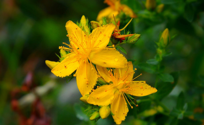 Обои картинки фото цветы, луговые , полевые,  цветы, зверобой